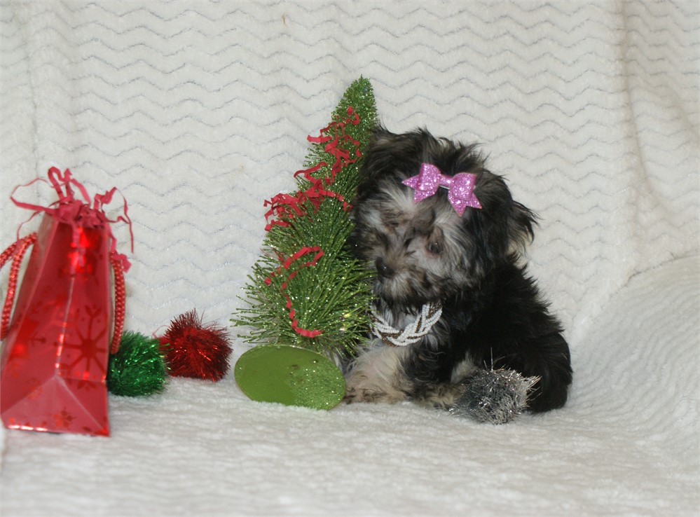 Female Morkie *UABR*