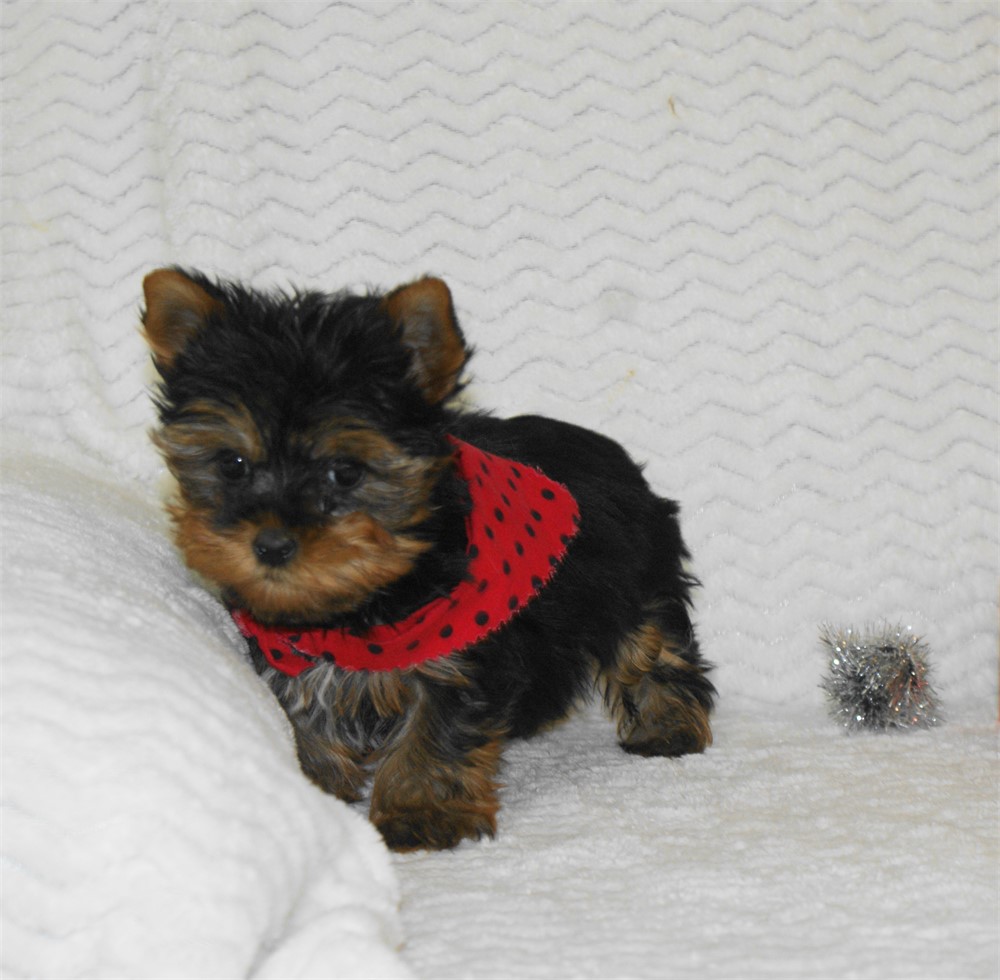 Male Yorkie *UABR*