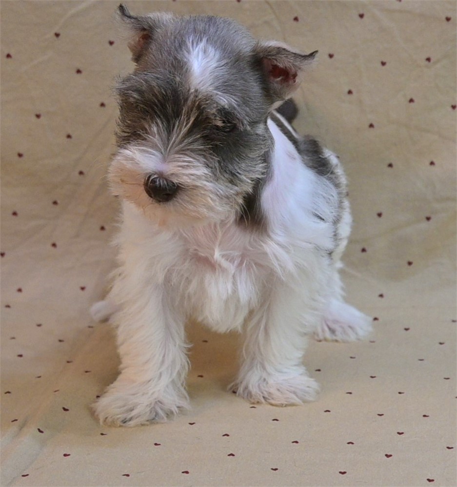 Sarah Confetti Schnauzer