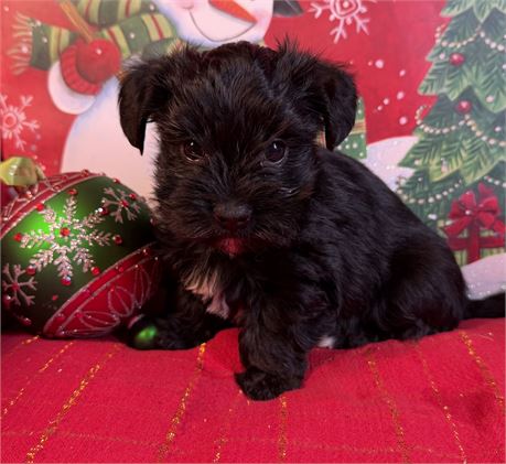 Morkie - Brooklyn’s # 1 (M)