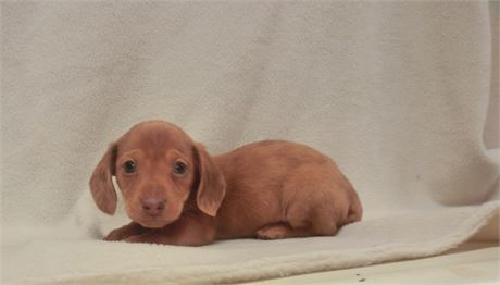 MALE  SLIGHTLY DAPPLE RED BLUE EYES TINY 2.0