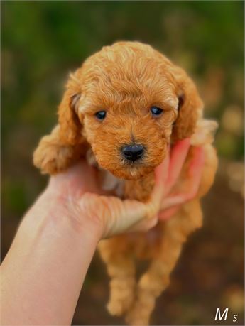 Toy Poodle Red 2951 S