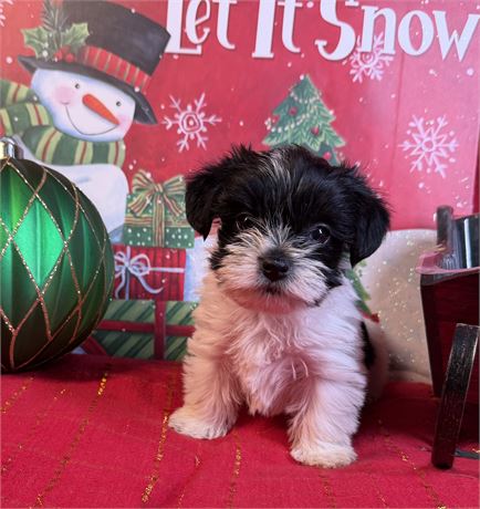 Morkie - Brooklyn’s # 2 (F)