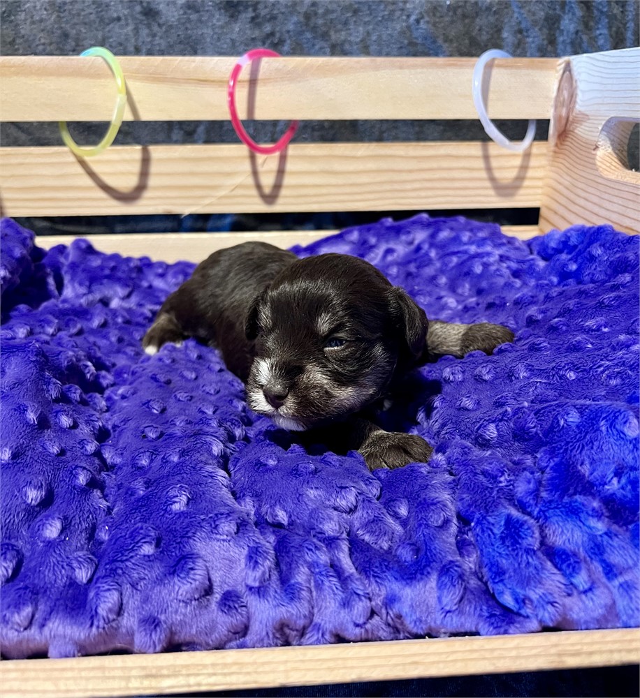 Handsome Mr. Green- Liver/Tan