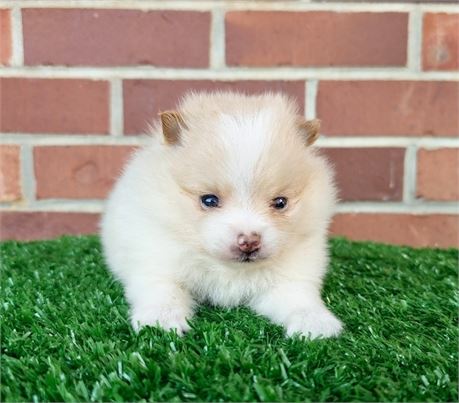 APRI Pomeranian Male