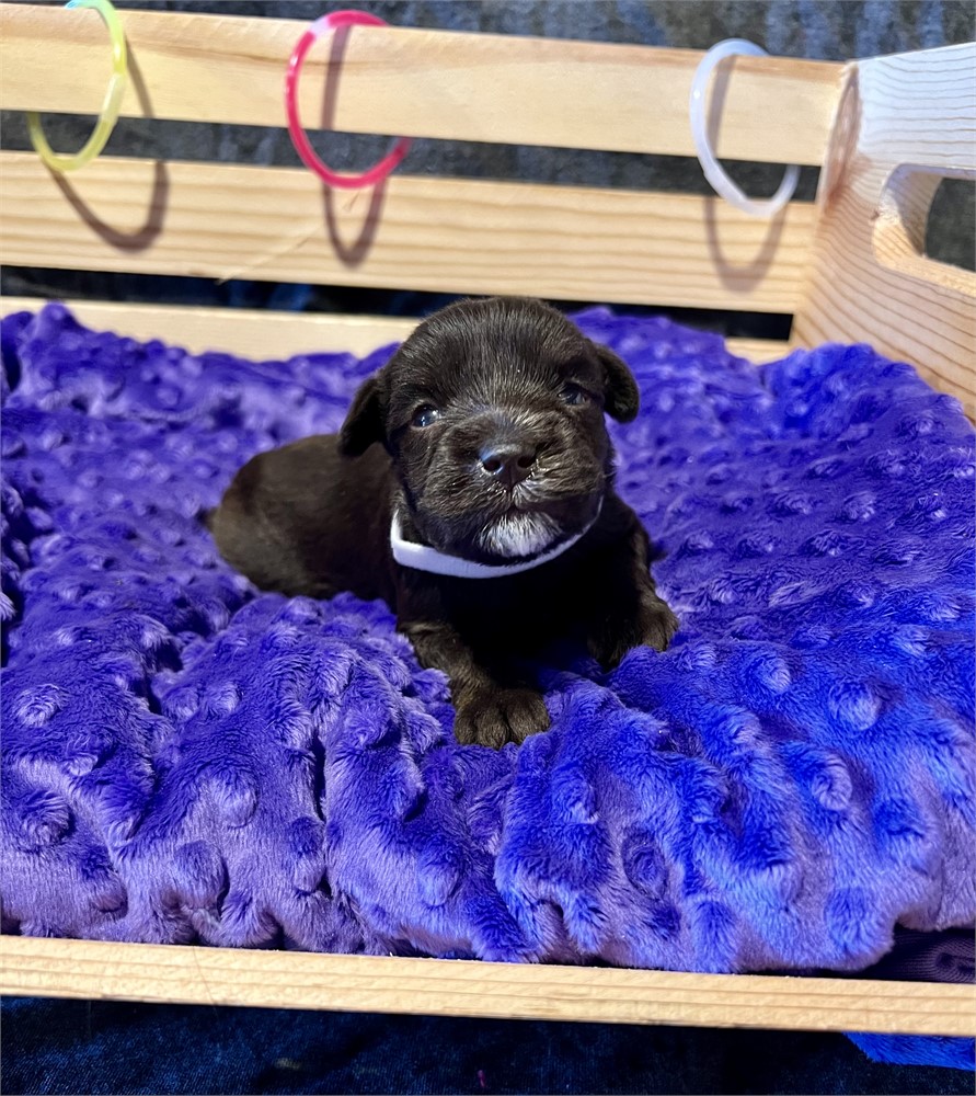 Beautiful Ms. Purple- Liver