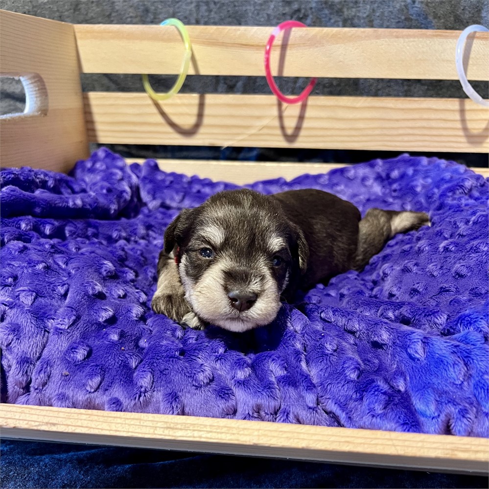 Handsome Mr. Red- Liver/Tan Pepper