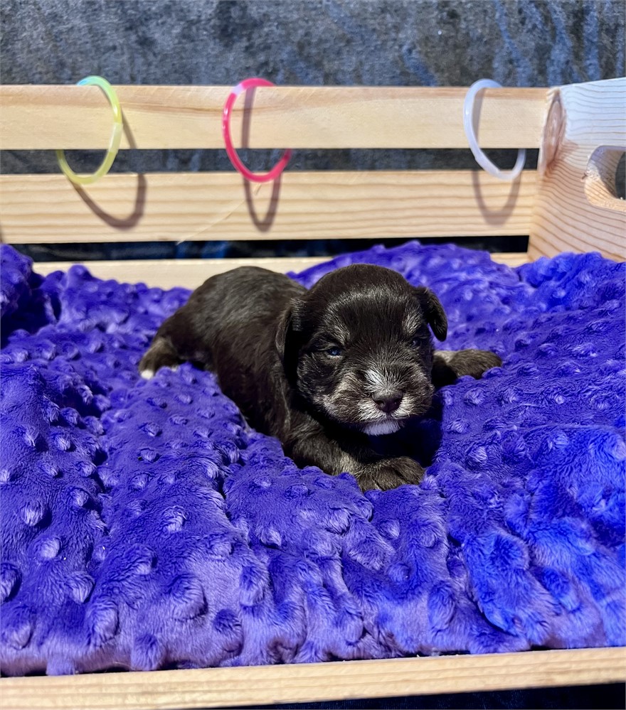 Handsome Mr. Green- Liver/Tan