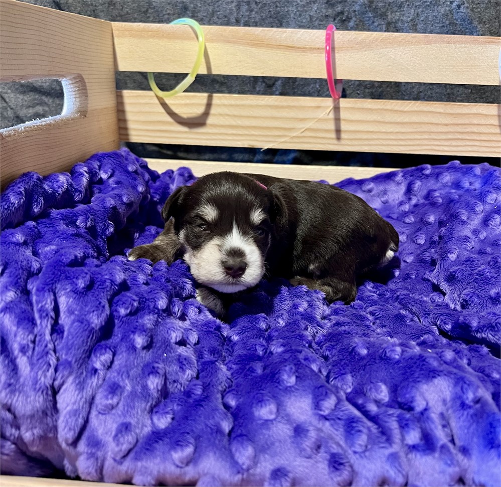 Beautiful Ms. Pink- Liver/Tan Phantom