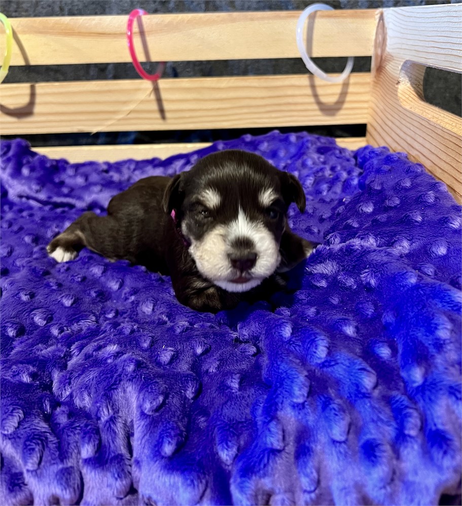 Beautiful Ms. Pink- Liver/Tan Phantom