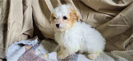 Female white & Apricot 2