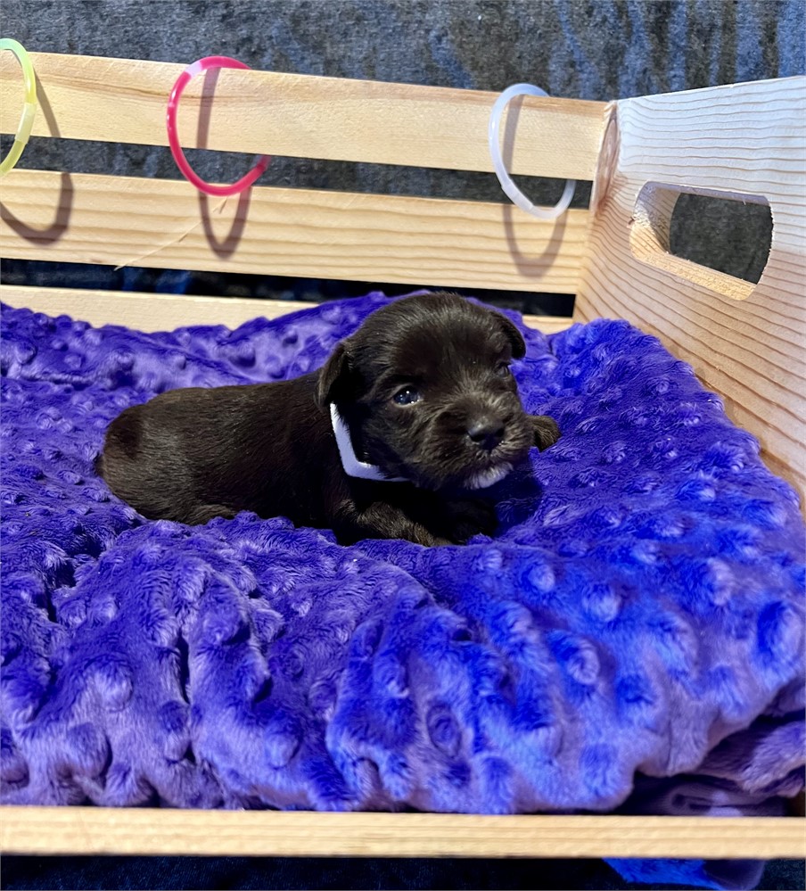 Beautiful Ms. Purple- Liver