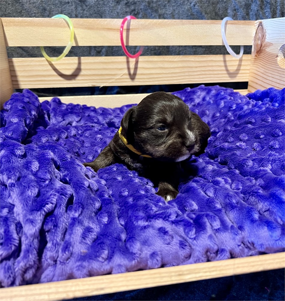 Beautiful Ms. Yellow- Dark Liver/Tan-Think Soft Coat