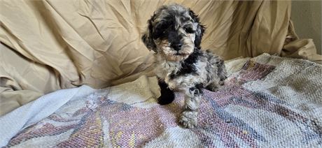 Gorgeous Blue Merle M