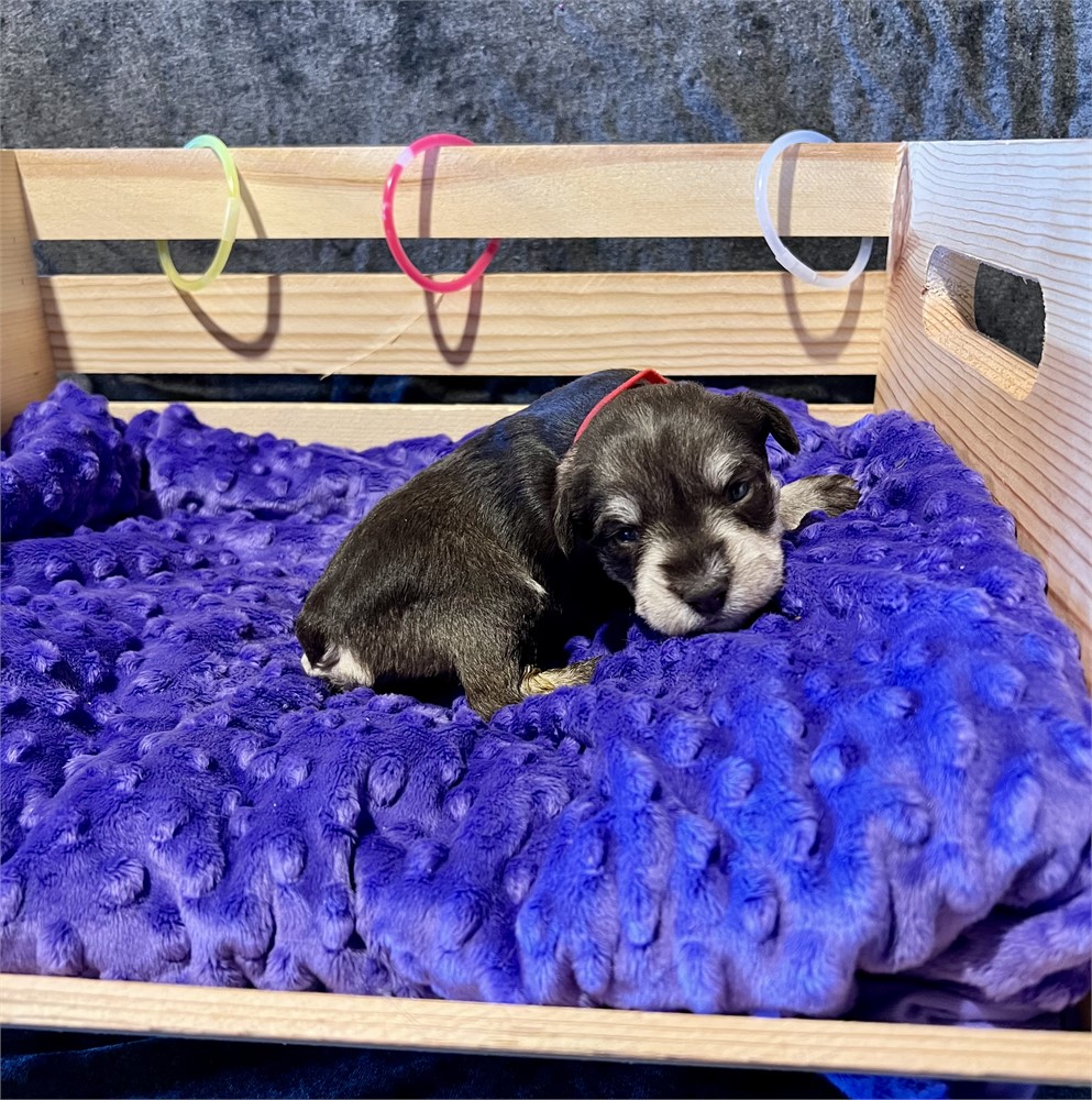 Handsome Mr. Red- Liver/Tan Pepper