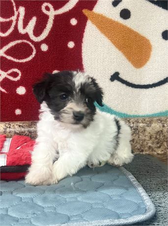 Toy Cockapoo Female #3