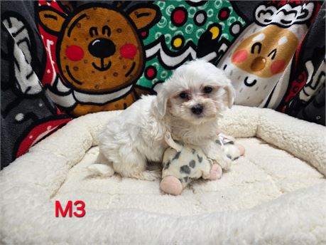 MEESHA'S PRECIOUS BABIES M#3