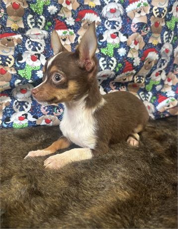 Tiny chocolate female!