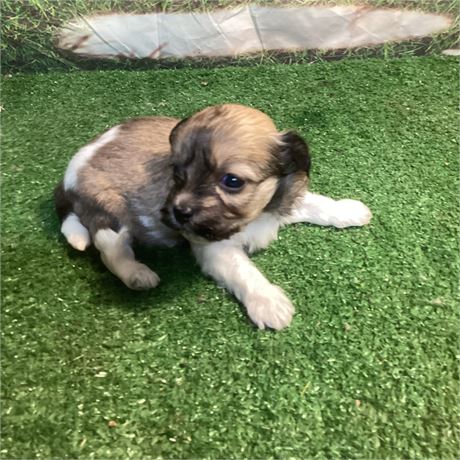 Beautiful boy 1.4 On 12/7