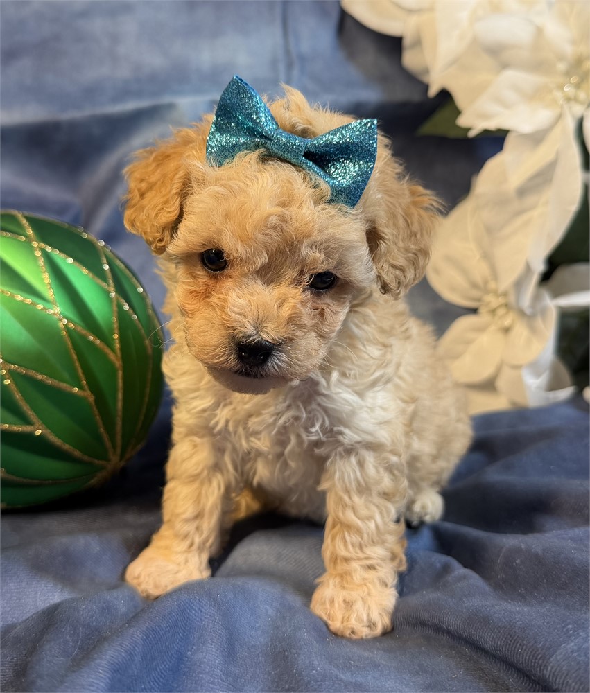 Poodle - Coco’s # 5 (F)