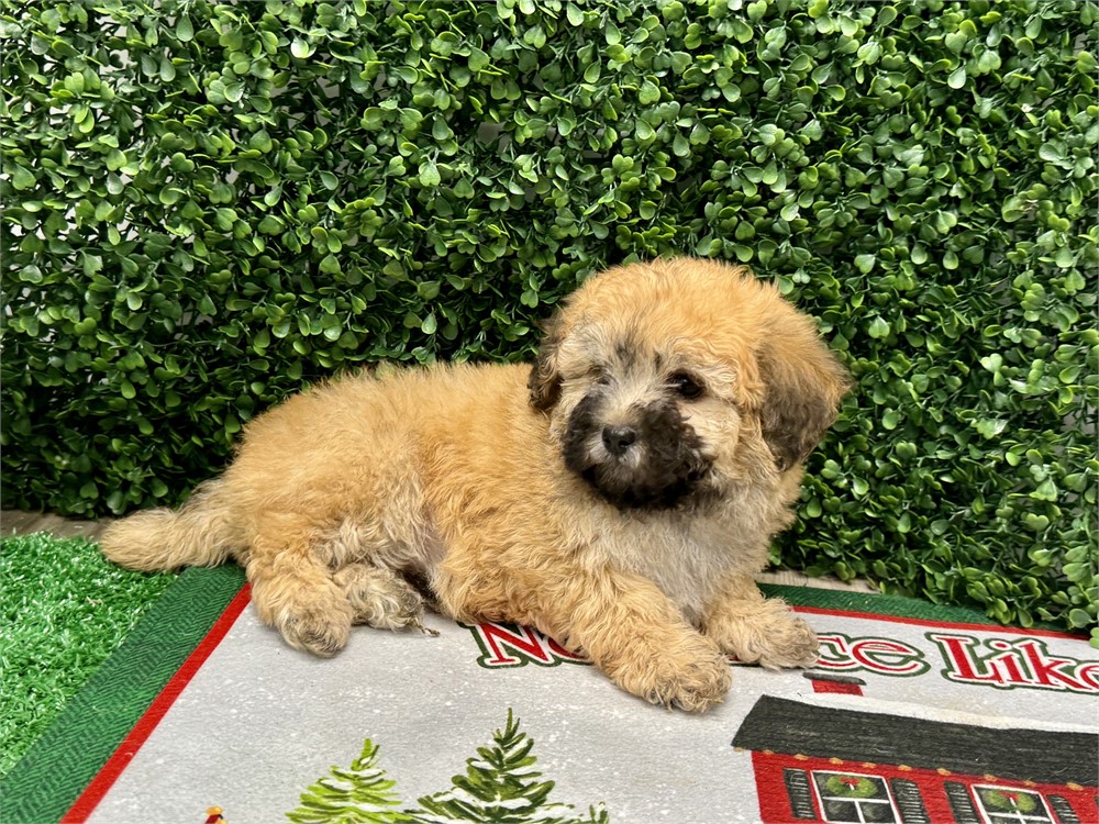 2.11lb Male toy poodle