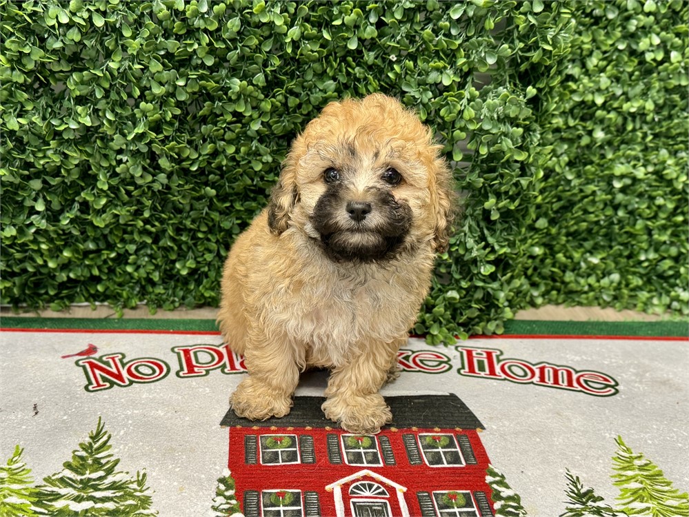 2.11lb Male toy poodle
