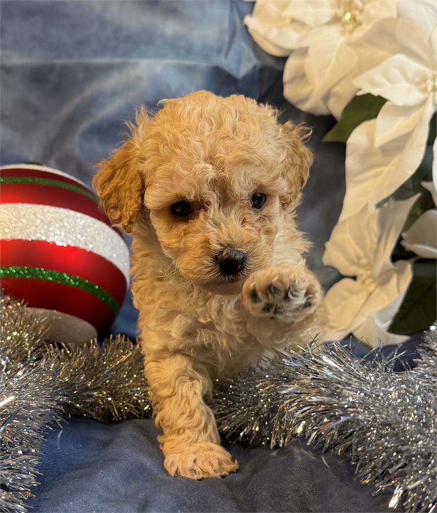 Poodle - Coco’s # 1 (M)