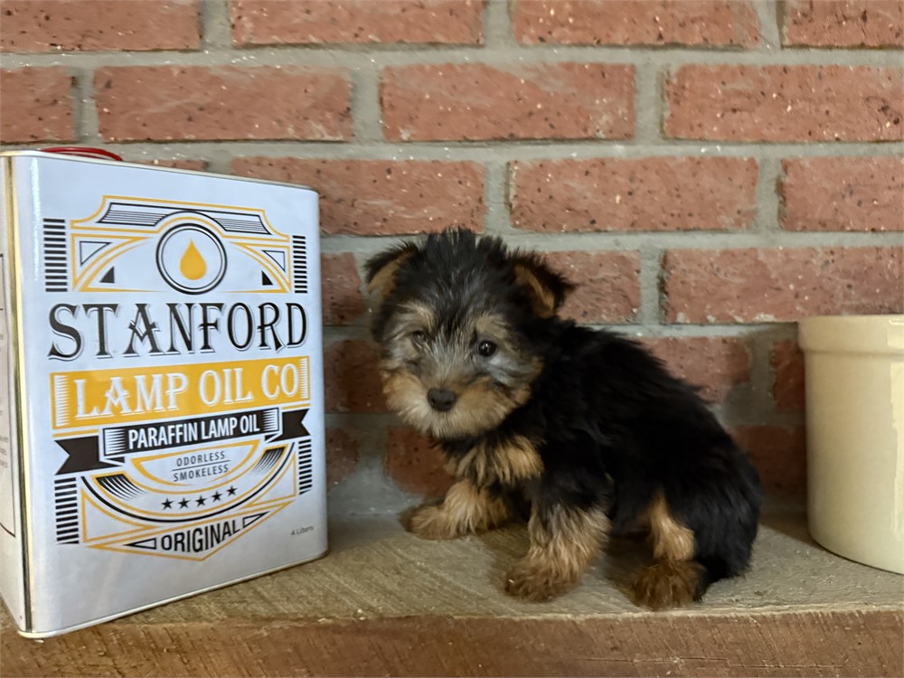 Male Silky Terrier