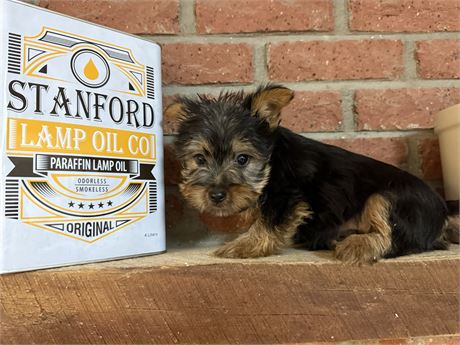 Male Silky Terrier