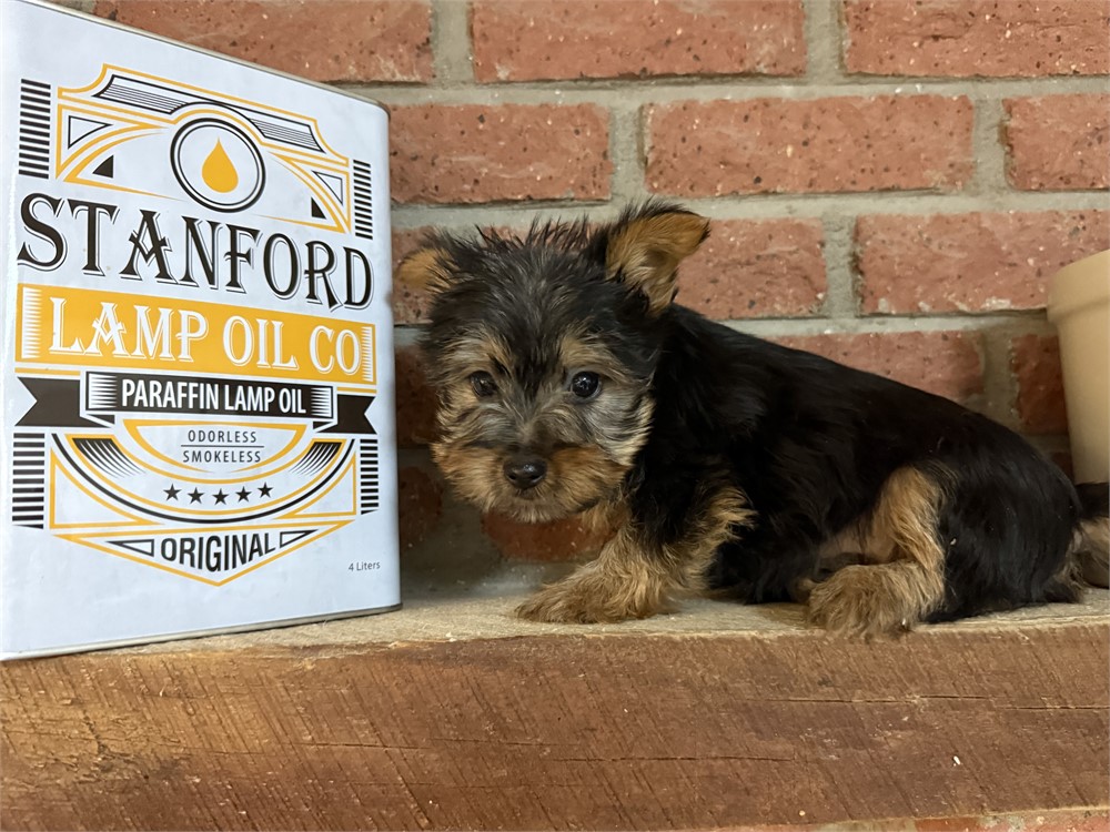 Male Silky Terrier