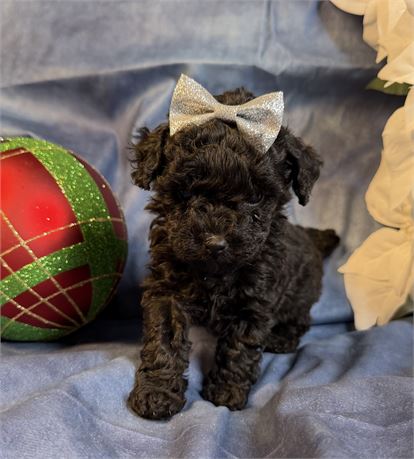 Poodle - Coco’s # 4 (F)