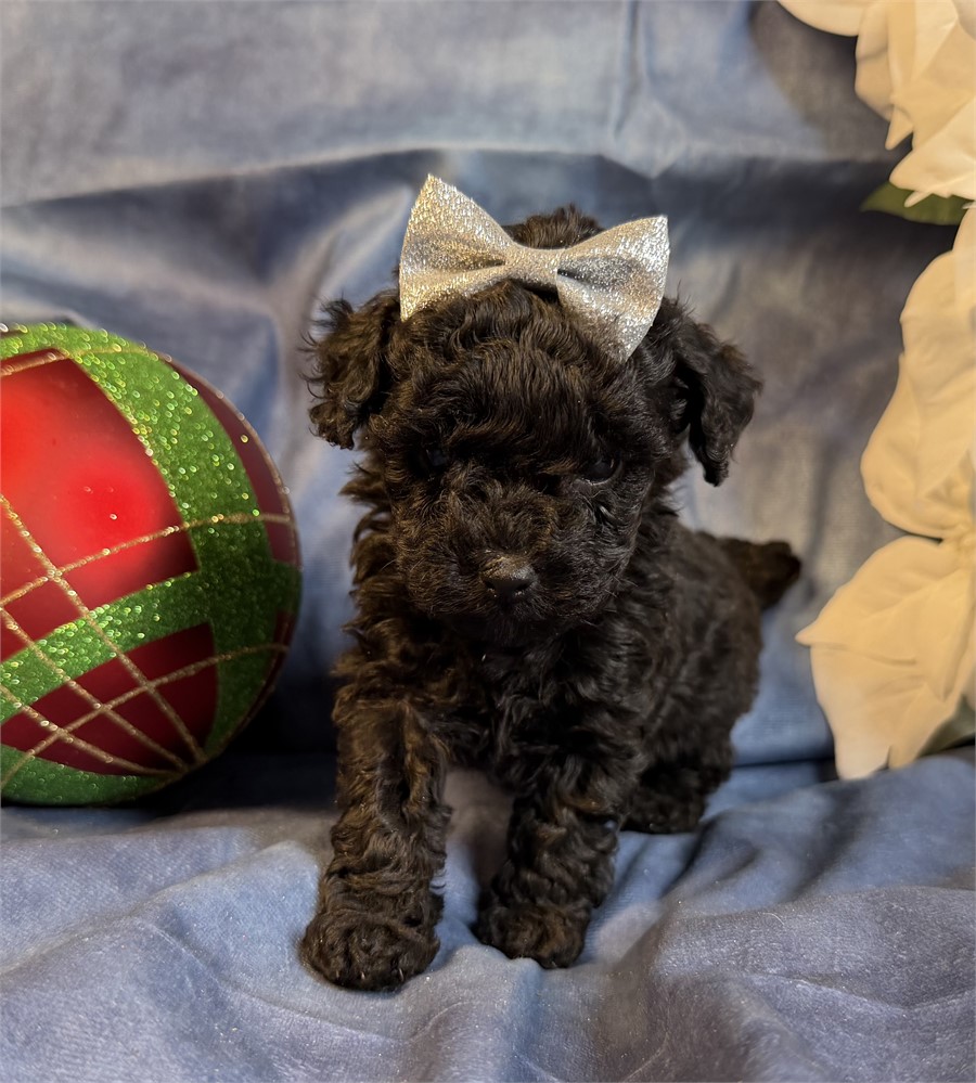 Poodle - Coco’s # 4 (F)