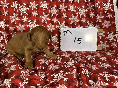 Mini IGolden doodle clean usda