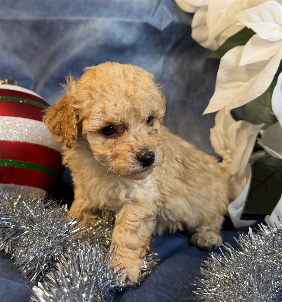 Poodle - Coco’s # 1 (M)