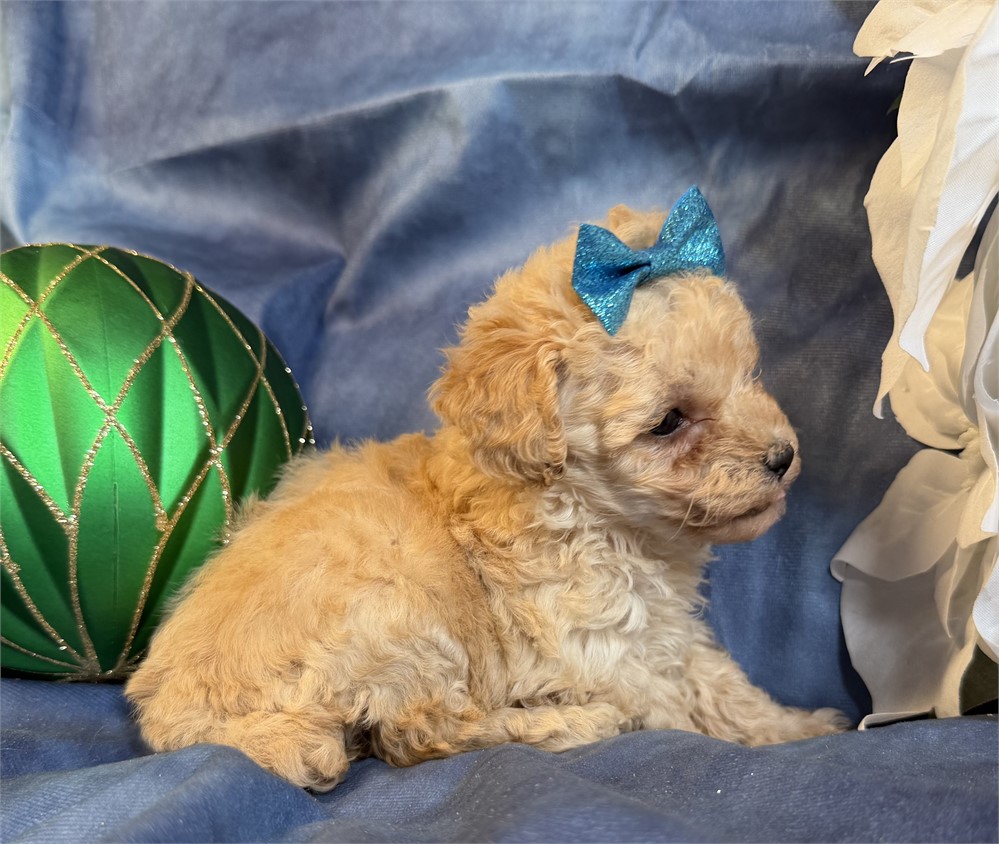 Poodle - Coco’s # 5 (F)