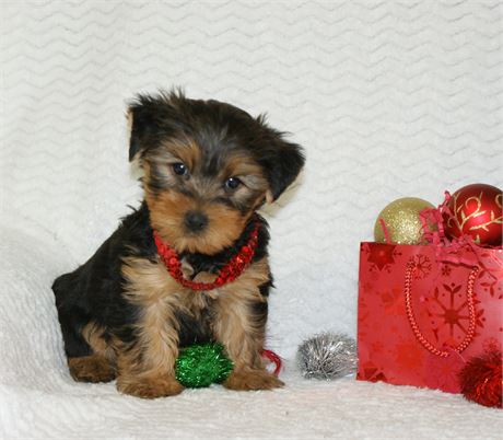 Precious Male Yorkie *UABR*