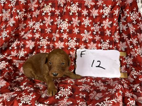 Mini IGolden doodle clean usda