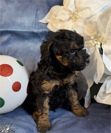 Poodle - Coco’s # 2 (M)