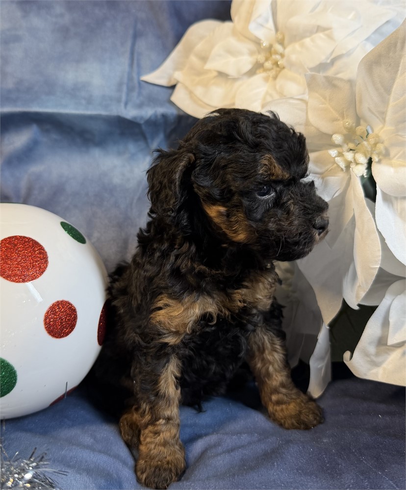 Poodle - Coco’s # 2 (M)