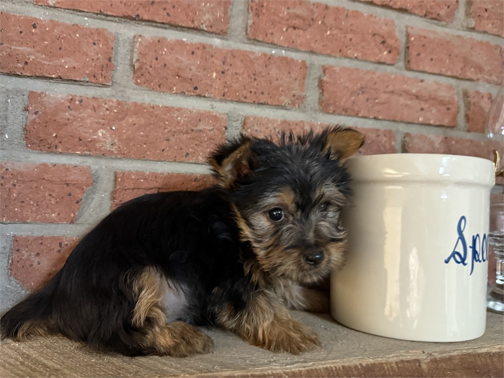Male Silky Terrier