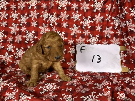 Mini IGolden doodle clean usda