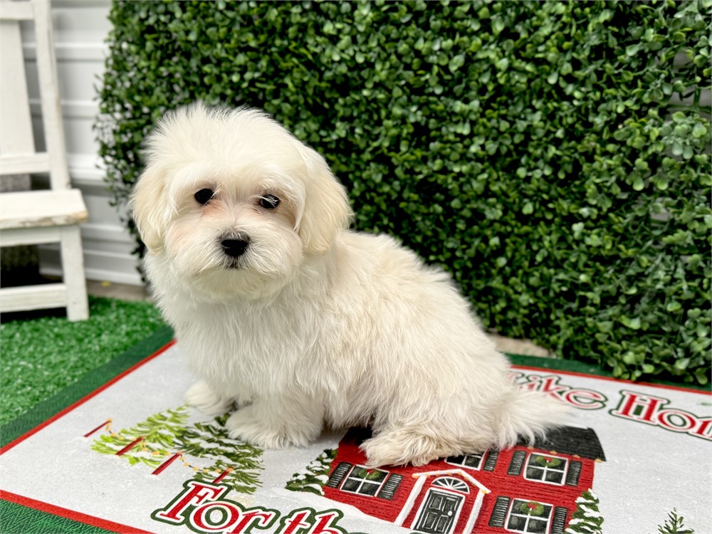 3.11lb male maltese