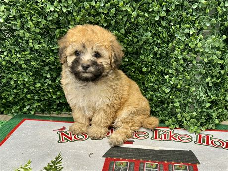 2.11lb Male toy poodle