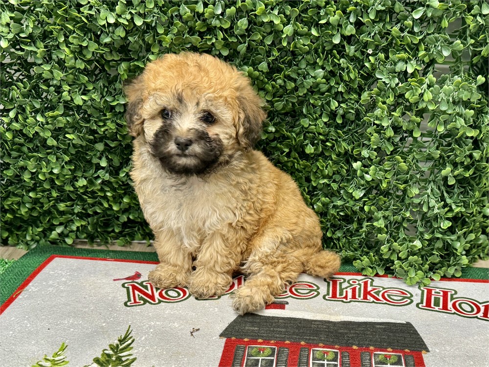 2.11lb Male toy poodle
