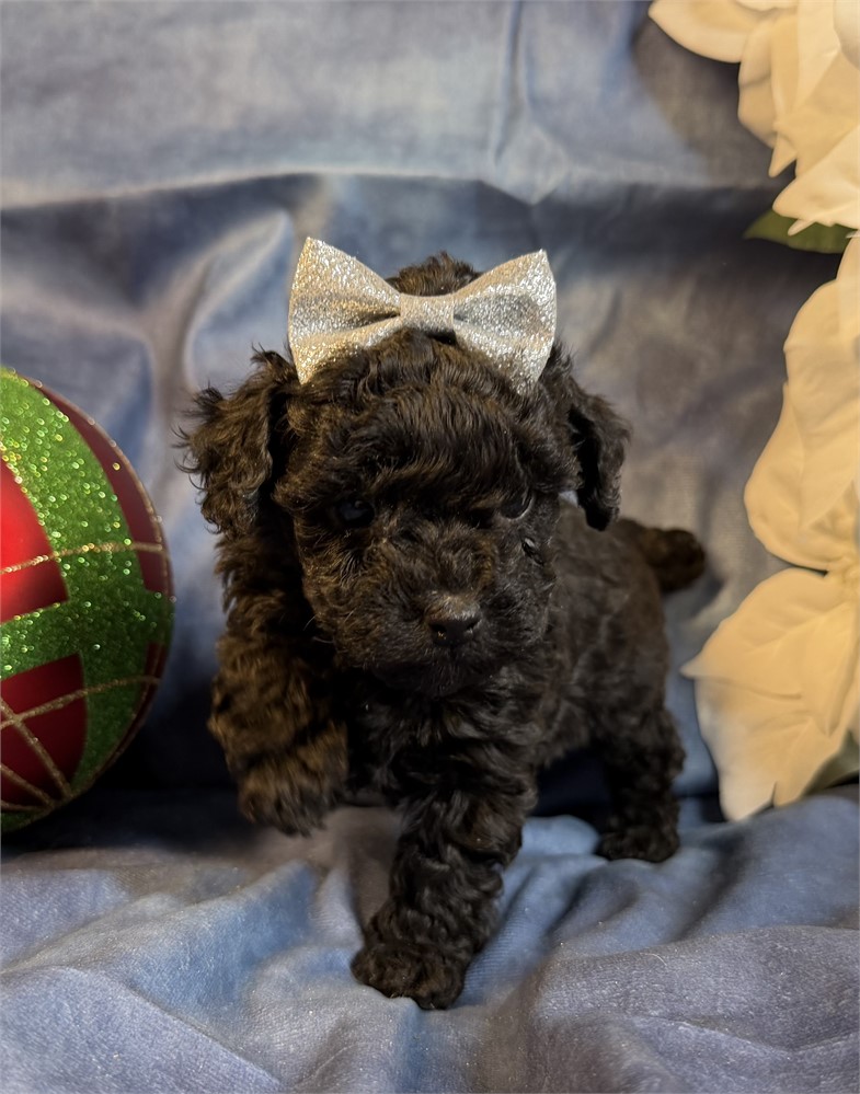 Poodle - Coco’s # 4 (F)