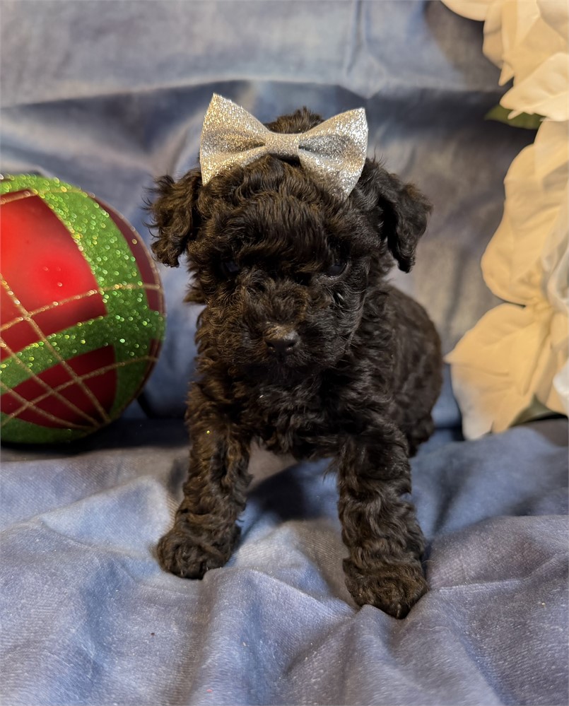 Poodle - Coco’s # 4 (F)