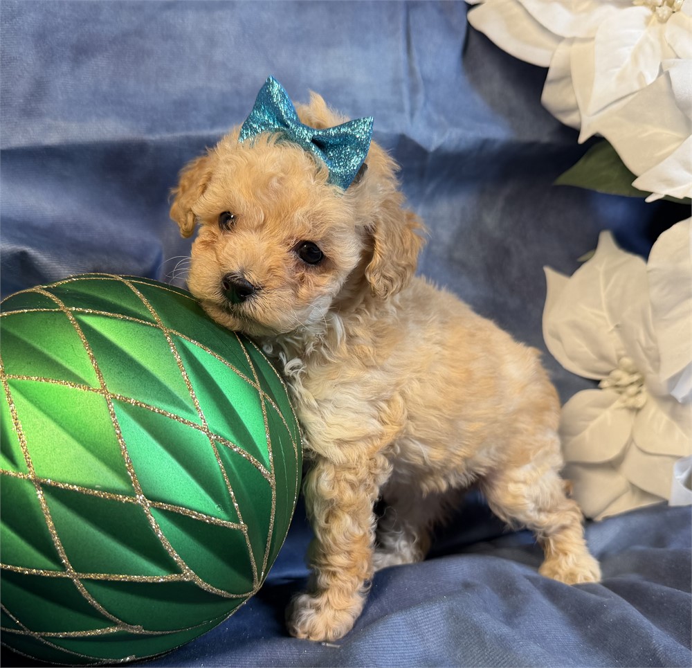 Poodle - Coco’s # 5 (F)