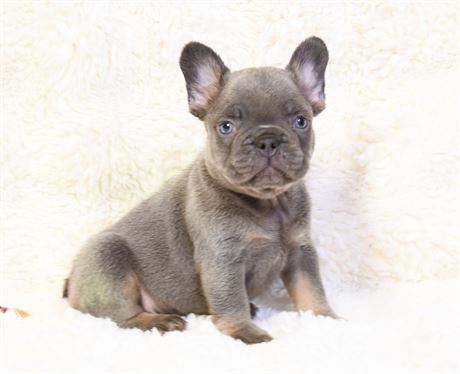 Kenzo ~ Gorgeous AKC French Bulldog!! ~* CHRISTMAS BABY *~