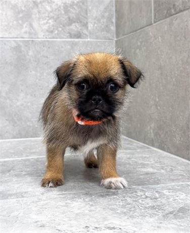 Pug/Shihtzu 25541-03