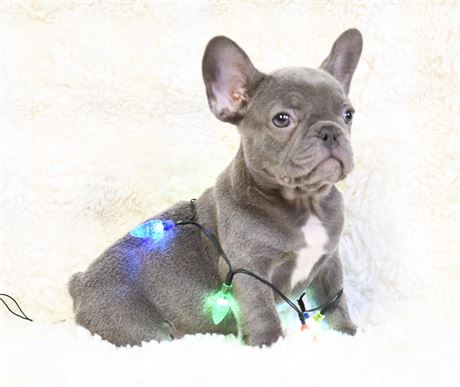 Blank ~ Gorgeous AKC NEUTERED Male French Bulldog ~* CHRISTMAS BABY *~